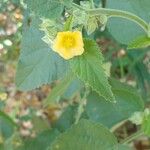 Sida cordifolia Blomma