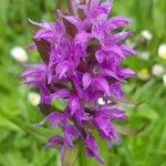 Dactylorhiza majalis Fula