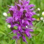 Dactylorhiza majalis Цвят