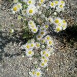 Erigeron strigosus Květ