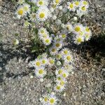 Erigeron strigosus Цвят