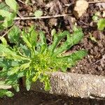 Malope trifida Leaf