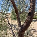 Moringa peregrina Bark