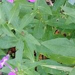 Phlox drummondii Leaf