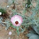 Argemone sanguinea Flower