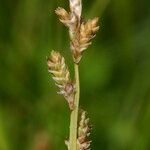 Carex canescens 果實