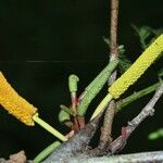 Vachellia collinsii Кара