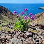 Matthiola maderensis Flor