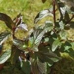 Mentha × piperita Feuille