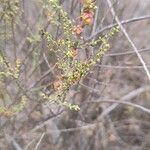 Caroxylon genistoides Blad