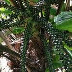 Wallichia oblongifolia Fruit