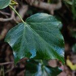 Hedera hibernica Blad