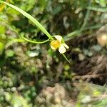 Lathyrus annuus Flower