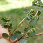 Chamaesyce serpens Плод