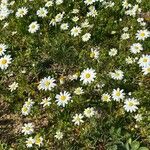 Anthemis arvensis 花