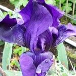 Iris pumila Žiedas