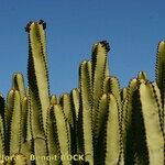 Euphorbia canariensis Plante entière