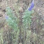Lupinus sericeus Yaprak