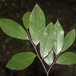 Ephedranthus guianensis Лист