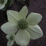 Cornus nuttallii 花