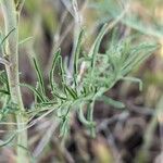 Sisymbrium altissimum Folha