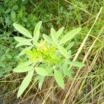 Crotalaria goreensis Leaf