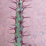 Euphorbia aeruginosa Blatt