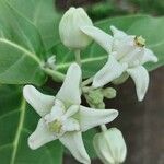 Calotropis gigantea 花