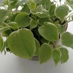 Peperomia scandens Leaf