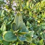 Buxus balearica Yaprak