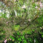 Rhododendron simsii Hábitos
