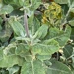 Asclepias californica Leaf