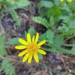 Arnica latifolia Flower