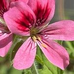 Pelargonium graveolens Blüte