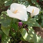 Zantedeschia aethiopica Flors