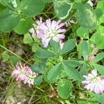 Trifolium resupinatum Çiçek