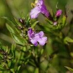 Satureja subspicata Flower