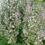 Salvia sclarea 整株植物