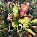 Sarracenia purpurea 葉