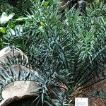 Encephalartos horridus Hábitos