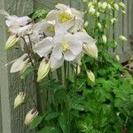 Aquilegia vulgarisBlüte