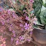 Cuphea racemosa Flower