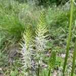 Phyteuma spicatum Flower