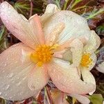 Begonia boliviensisFlor