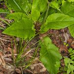 Hieracium murorum পাতা