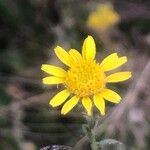 Pulicaria arabica Flower