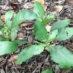 Ruellia tuberosa عادت داشتن