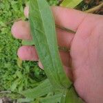 Pseudognaphalium californicum Leaf