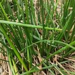 Zephyranthes candida Hoja