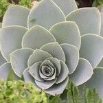 Aeonium aureum Φύλλο